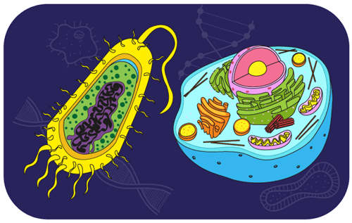 Header Graphics