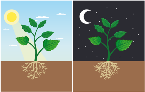 Header Graphics