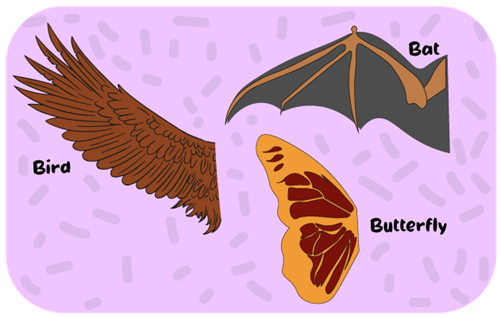 Header Graphics