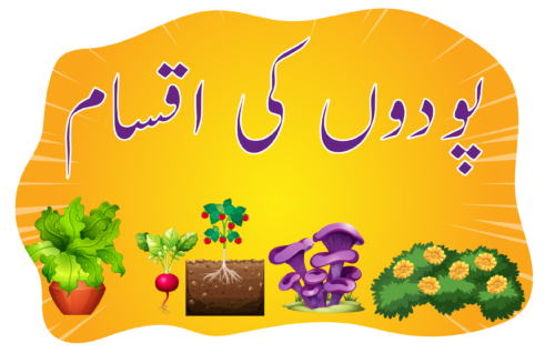 Header Graphics